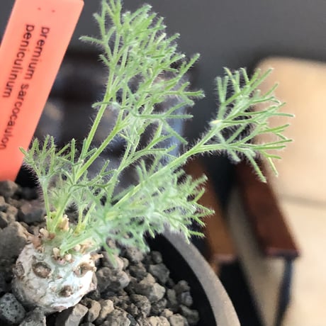 sarcocaulon peniculinum《S size》激希少種※現地球発根後店主国内管理5年株※小振りでも堪らない純白の美しい一株‼︎※mad black pot植え
