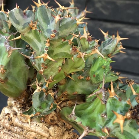 euphorbia tortirama（XL size）※現地球株発根済（店主所有株）※この上なき極太株&葉もスクリューし躍動感半端なき大株※mad brown marble bowl pot植え