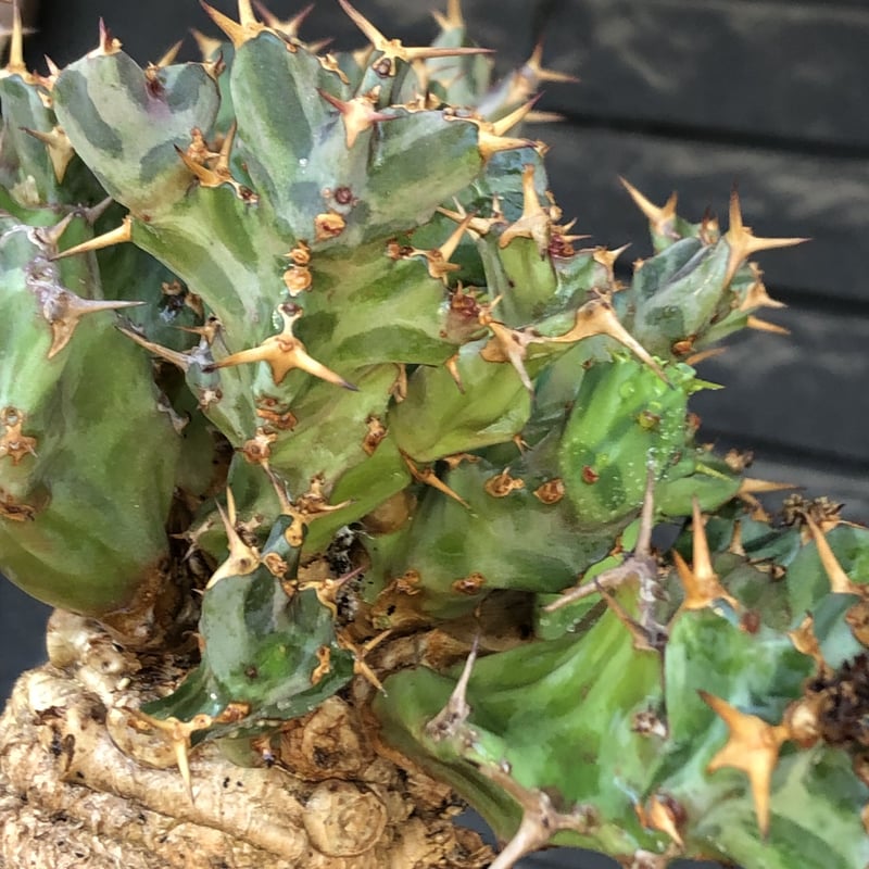 euphorbia tortirama（XL size）※現地球株発根済（店主所有株）※この上