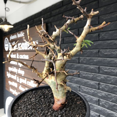 commiphora  africana《L size》※現地球発根後店主国内管理4年株※美しさ&成熟感二面性感じるweight低き良樹形株※mad black bowl pot植え