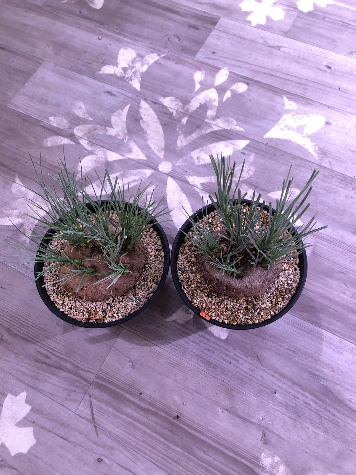 calibanus hookeri《L size》希少・極美株 | plants holi calibanus hookeri《L size》希少・極美株 | plants holi