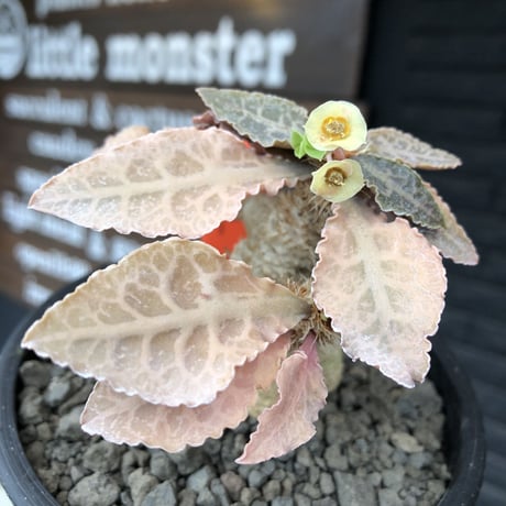 euphorbia francoisii var.crassiccaulis redreef《 M size》※現地球発根後店主国内管理3年株※赤葉&白肌堪らない※mad black pot植え