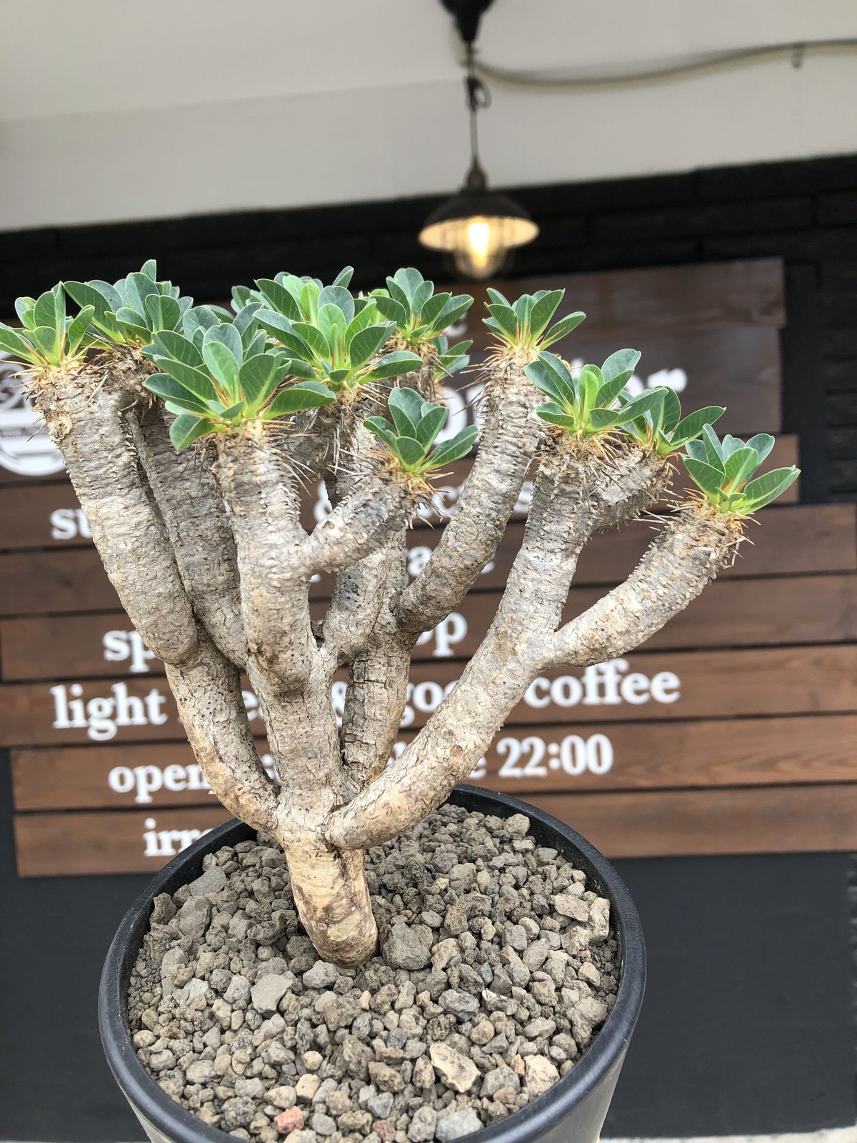 ユーフォルビア ギラウミニアナ 現地球 発根済み 現04 ユーフォルビア