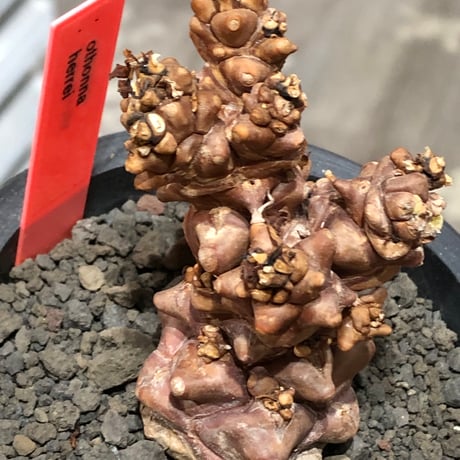 othonna herrei《L size》※現地球株発根済※ウェイト低く極太株となりボコボコ突出感も強い立体樹形‼︎※black pot植え