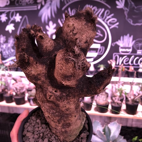 xerophyta  trichophylla《S size》※現地球発根芽吹き済※驚愕強靭株※限りなくweightはlow‼︎過去1番小サイズのかわいいトリコフィラ※mad black pot植え