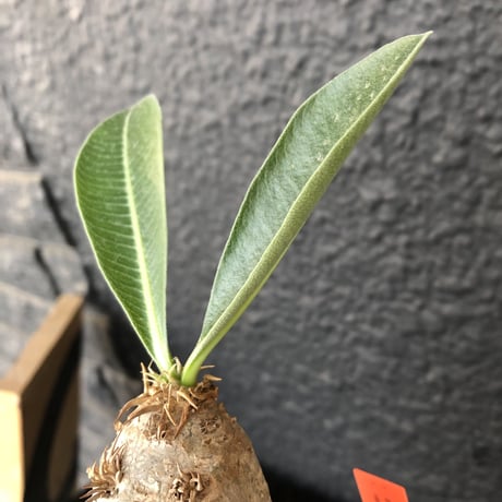 packypodium    roslatum var. eburneum（M size）※発根済み