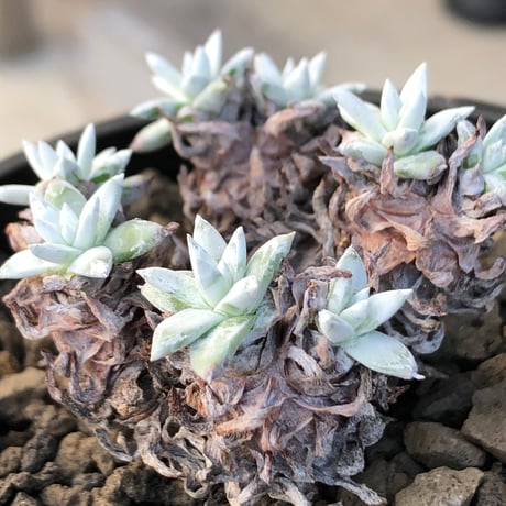 dudleya greenei《L size》希少種‼︎※現地球株発根済※流通少なき古株のため味深くそれでいてコントラストがとびきり美しい一株※black bowl pot植え