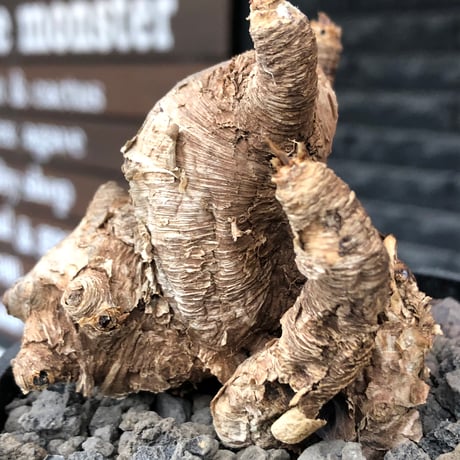 euphorbia itremensis《M size》※現地球株発根済③※極めて良き枝振りを持つ樹形バランスも出来すぎなイトレ※black pot植え