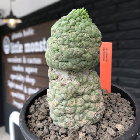 larryleachia cactiformis《 L size》※現地球発根後店主国内管理6年株※驚愕‼︎中々流通なきbigなImpact株‼︎特徴強き人気モノ※mad black pot植え