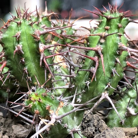 euphorbia golisana《M size》※現地球株発根済※木質化した極太主頭から伸びる良枝振りとコントラストが美しく厳つい棘々しさも堪らない‼︎※black bowl pot植え