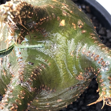 pachypodium  gracilius《M size》希少‼︎球体極green肌※現地球発根済株※かわいさmax球体樹形&極green肌な渾身の一株※mad black pot植え