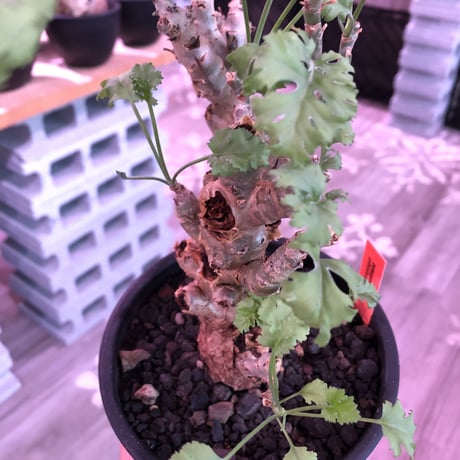 pelargonium   crithmifolium《L size》※塊根部分から芽吹き年々樹形がボコボコと変化しギザギザ葉も可愛い冬型 ※mad black pot植え