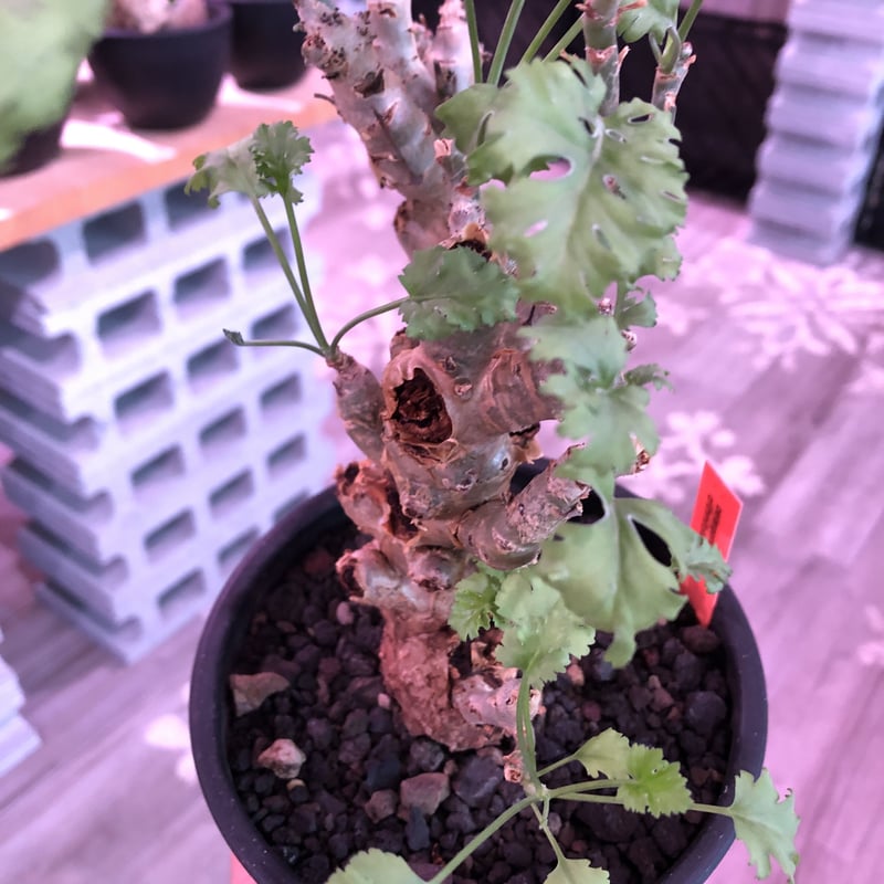 塊根植物・コーデックス Pelargonium crithmifolium isla del pescado - Pelargonium crithmifolium-山伏天狗