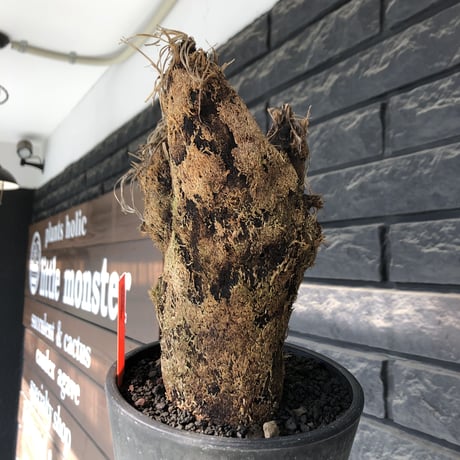 xerophyta trichophylla《S size》※現地球発根後店主国内管理2年株※驚愕強靭株※枝振り良くweightもlow‼︎かわいい小振りサイズ※mad black pot植え