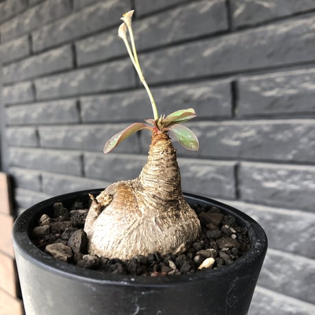 euphorbia primulifolia《大きめM size》※現地球株発根済※丸み強くぼってり樹形の愛くるしさ満点で特に開花時は肌感とのギャップも堪らない※black bowl pot植え