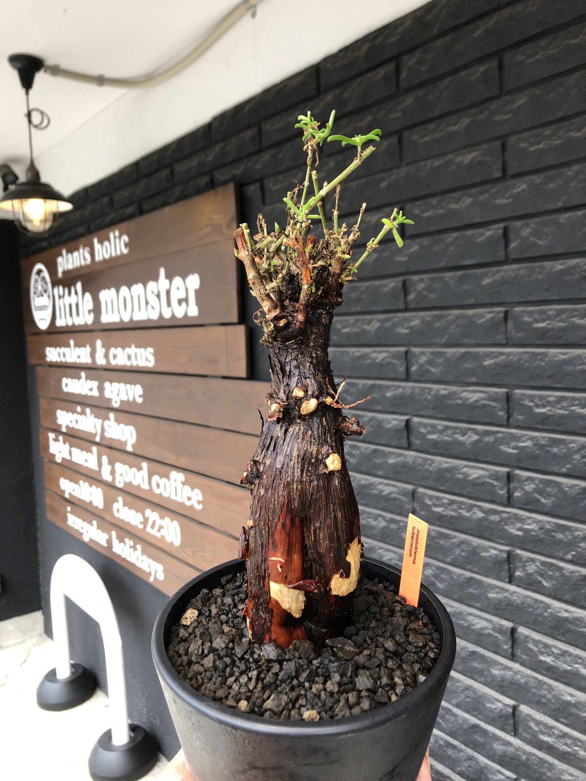 タ041 「現地」メストクレマ ツベローサム 植え【発根・Mestoklema