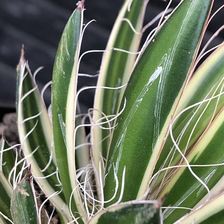 agave filifera ssp.schidigera班入り《M size》※現地球発根後店主国内管理2年株※大変美しくそして締まり良き一株‼︎※mad black bowl pot植え