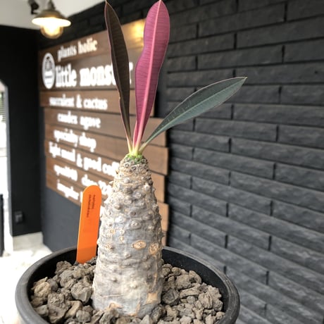 euphorbia    packypodioides  （店主 オススメ株）