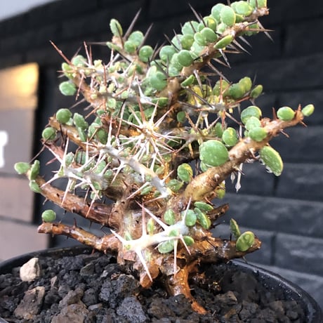 alluaudia comosa《 M size》店主長期作り込み株※現地球発根後店主国内管理6年株※極めて低重心且つ良枝振りの味深くcompactな一株※mad black pot植え