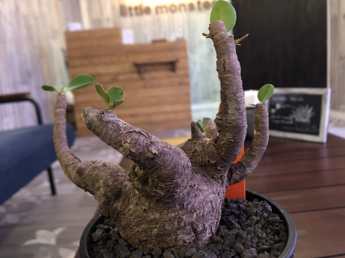 euphorbia itremensis 《size L》 | plants ho euphorbia itremensis 《size L》 | plants ho