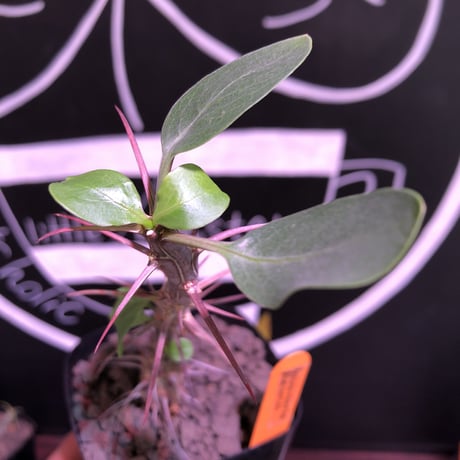 fouquieria   diguetii