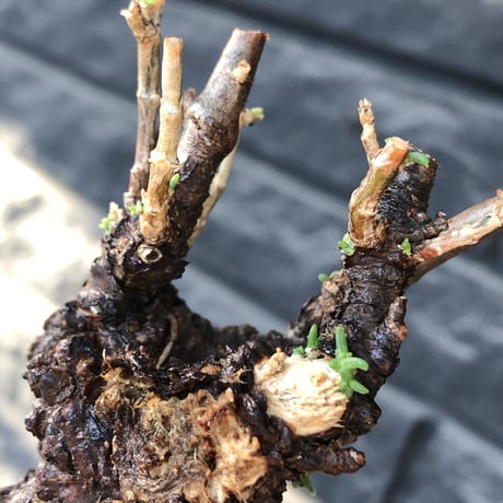 mestoklema tuberosum《 M size》※現地球発根後店主国内管理4年株※大きくエグれた味深き勲章傷跡を持つ生命力感じる一株の上、冬季も動く希少灌木※mad black pot植え