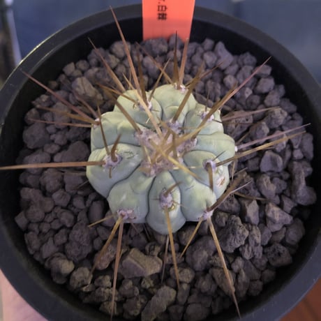 copiapoa   cinerea  長棘白棘黒王丸《S size》現地球株カキ仔自根株‼︎※mad black pot植え