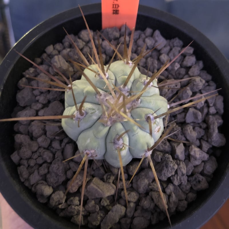 copiapoa cinerea 長棘白棘黒王丸《S size》現地球株カキ仔自 copiapoa cinerea 長棘白棘黒王丸《S size》現地球株カキ仔自