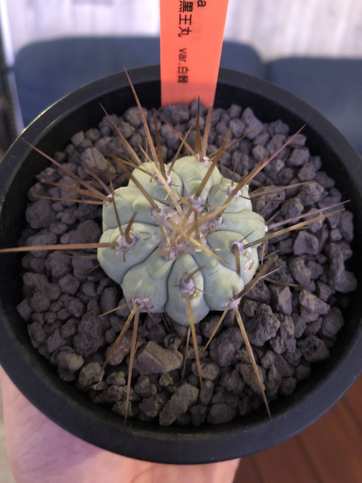 copiapoa cinerea 長棘白棘黒王丸《S size》現地球株カキ仔自根株‼︎