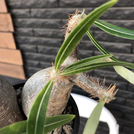packypodium  gracilius《M size》W-he'd株🌵🌵※現地球発根済株※店主国内管理3年株※compactぼってり樹形‼︎丸々かわいい二分頭※mad black pot植え