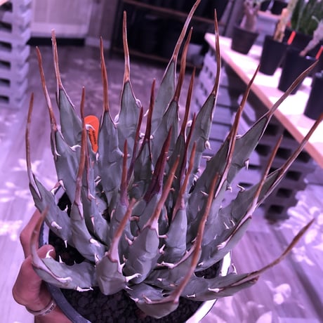 agave    utaensis  var, eborispina《L L size》※驚愕極美株※抜群にwild且つ美しいエボリスピナ‼︎※mad black marble bowl pot植え