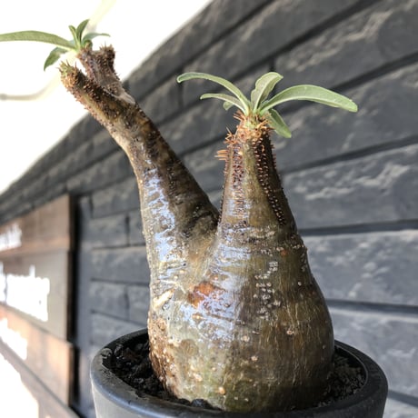pachypodium gracilius《小さめM size》現地焼け肌※現地球発根後店主国内管理3年株※岩肌に当たり育ったエグれ傷を持つwildな出立ちが堪らない※mad black pot植え