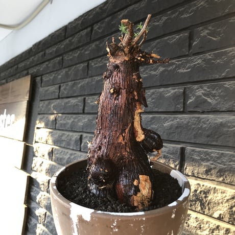 mestoklema tuberosum《大きめLLsize》極太大株※現地球発根後店主国内管理8年株※反り立つ壁的な圧倒的威圧感を持つ一株※mad brown marble bowl pot植え
