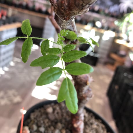 commiphora   monstrosa《 小さめM  size》※現地球発根済株※店主国内管理2年株※weight低く樹形バランス良きモンスト‼︎※black tall pot植え