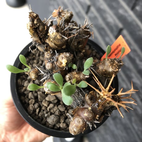 othonna  euphorbioides《大きめM size》※現地球発根後店主国内管理5年株※weight低く極めて短枝&枝数も多くボコボコ立体両A面樹形※mad black pot植え