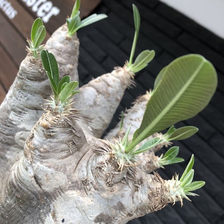 packypodium  eburneum《大きめL  size》※現地球発根済株※wild過ぎる肌質とmonster級の特化した樹形に興奮‼︎※浅鉢植え