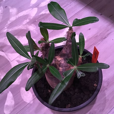 packypodium  gracilius 黒肌《M size》  現地球  発根済み株   mad black pot植え