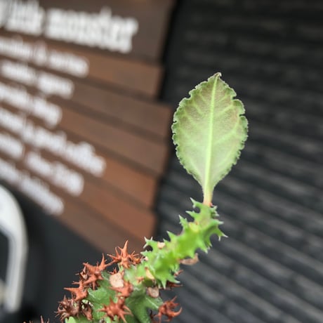 euphorbia magnifica《S size》※現地球株発根済※小振りコンパクトでかわいいながら枝ぶりなど今後の変化も楽しみな一株※black pot植え