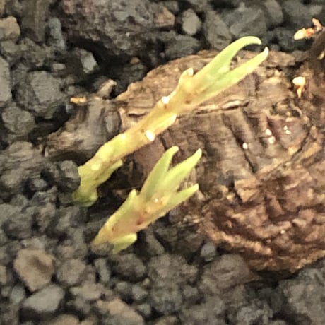 cyphostemma adenocaule《 M size》※現地球発根後店主国内管理3年株※希少種‼︎小振りでも黒味が強く味深き表皮を持つ一株※mad black pot植え