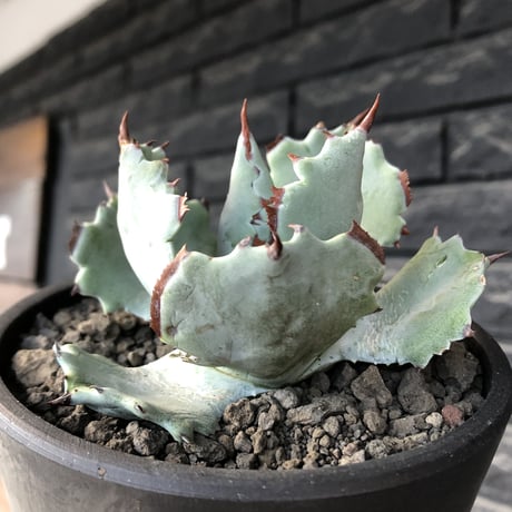 agave  isthmensis《M size》※現地球発根後店主国内管理2年株※weight低く締まり纏まり良き良バランス※mad black pot植え