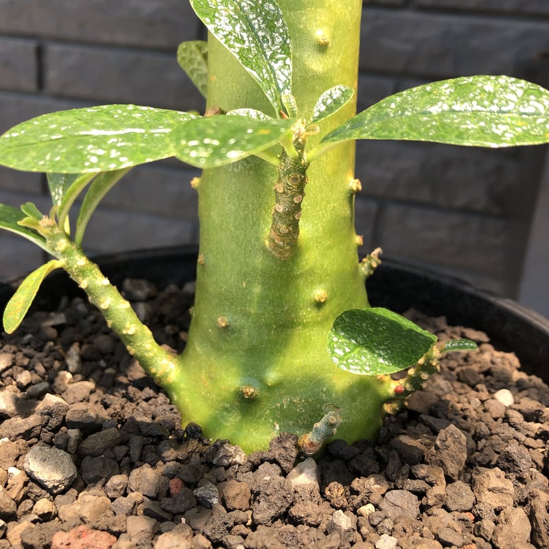 激希少 dorstenia gigas big size‼︎《LL size》※大変大株