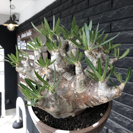 pachypodium brevicalyx 《XL size》※現地球株発根済※bigサイズ‼︎低重心半端なき枝振りも堪らない※brown marble bowl pot植え