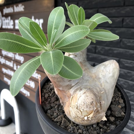 pachypodium  eburneum《L size》※現地球株発根済※メクれ上がった味深き表皮に美しい白肌とのコントラストが堪らない‼︎※mad black bowl pot植え