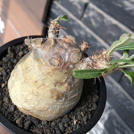 pachypodium gracilius《大きめS size》※現地球発根後店主国内管理3年株※極短枝且つ特化したプリンカラーが堪らない一株※mad black pot植え