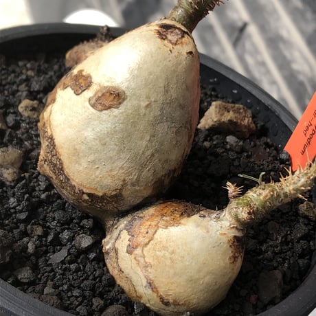 pachypodium gracilius《M size》現地焼け肌&4-he'd株※現地球発根後店主国内管理3年株※まさに🥚卵のかの如く‼️渾身の一株※mad black bowl pot植え