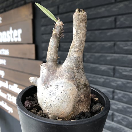 pachypodium gracilius《小さめM size》※現地球発根後店主国内管理3年株※大変ぼってり感強き樹形に霜降り斑点柄が可愛い一株※mad black pot植え