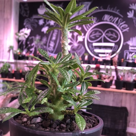 希少 dorstenia   gigas《大きめM size》littmon  seed🌱5年株※17本枝を出しぼってり株元＆良樹形balanceの将来有望ギガス※mad black pot植え