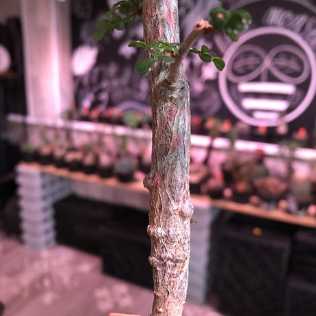 opercullicarya   decaryi  littmon  seed🌱 《6年株》※成長早く例年変化を感じ育てられる上、幹幅もパワータンクも巨大な選抜株※mad  black  pot植え