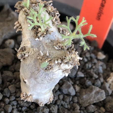 sarcocaulon peniculinum《大きめS size》激希少種※現地球発根後店主国内管理5年株※堪らないほど極白の美しい一株※mad black pot植え