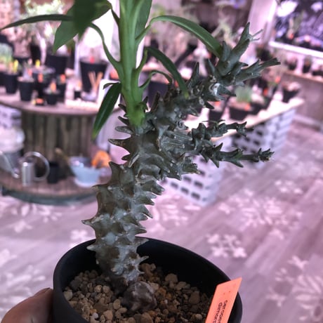 ceropegia   dimorpha《M size》
